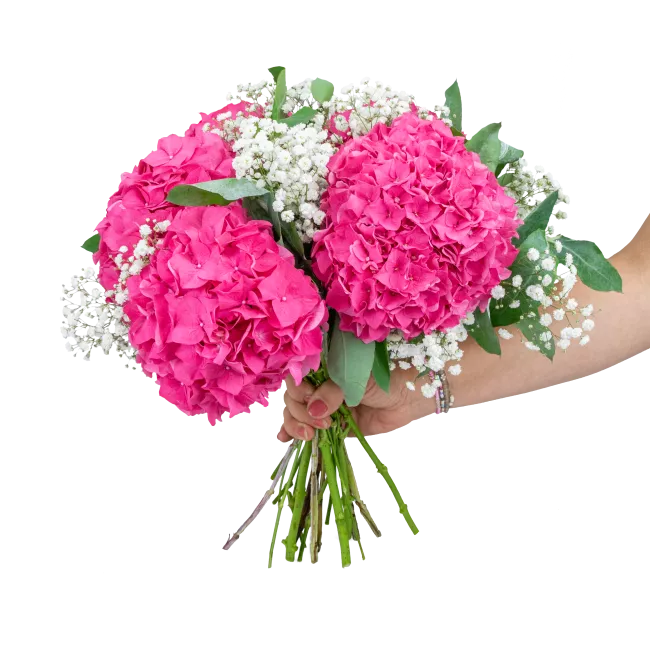 Bouquet of hydrangeas